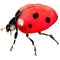 Exotic ladybug wild insect in a watercolor style isolated.