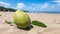 Exotic Landscape: Mango On Sandy Beach With Leaf