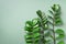 Exotic leaves of Zamioculcas zamiifolia on green background. Top view. Copy space. Creative layout made of tropical green leaves