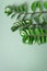 Exotic leaves of Zamioculcas zamiifolia on green background. Top view. Copy space. Creative layout made of tropical green leaves