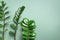 Exotic leaves of Zamioculcas zamiifolia on green background. Top view. Copy space. Creative layout made of tropical green leaves