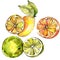 Exotic lemon citruses in a watercolor style isolated.