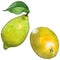 Exotic lemon wild fruit in a watercolor style isolated.