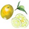 Exotic lemon wild fruit in a watercolor style isolated.
