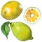 Exotic lemon wild fruit in a watercolor style isolated.
