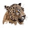 Exotic leopard wild animal in a watercolor style isolated.