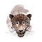 Exotic leopard wild animal in a watercolor style isolated.