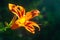 Exotic lily blooms. Close-up of garden daylily flowers on a flower bed. Natural background for design