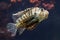 Exotic lionfish close-up