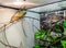 Exotic lizard in the terrarium