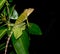 Exotic lizzard from Sri Lanka