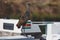 An exotic long-beaked bird resting on a boat