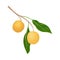 Exotic Longan Fruit of Circular Shape Hanging on Tree Branch Vector Illustration