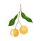 Exotic Longan Fruit of Circular Shape Hanging on Tree Branch Vector Illustration