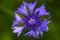 The Exotic Looking Cornflower - Centaurea Cyanus - Growing In Rough Pasture