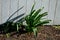 Exotic-looking tubers of tall flowers of prairie origin grow in the flowerbed. cosmic-looking sprouting buds and giant garlic  lea