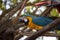Exotic Macaw Bird
