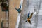 Exotic macaw parrots flying in Caracas Venezuela city center