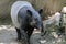 Exotic mammal Tapir found in south America and Asia pig like animal