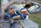 Exotic Mandarin duck preening its feathers