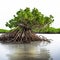 Exotic Mangrove: A Tropical Delight Rooted In Water