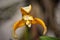 The exotic Maxillaria ubatubana orchid flower in the yard