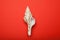 Exotic mollusc shell on a red background