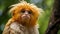 Exotic Monkey With Long Blonde Hair - Stunning Artistic Portrayal