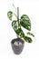 Exotic `Monstera Adansonii` or Swiss cheese vine house plant in gray flower pot