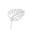 Exotic monstera continuous one line drawing summer tropical leaf hand drawn on white background minimalist design