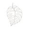 Exotic monstera continuous one line drawing summer tropical leaf hand drawn on white background minimalist design