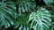 Exotic monstera jungle rainforest tropical atmosphere. Fresh juicy frond leaves, amazon dense overgrown deep forest