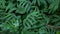 Exotic monstera jungle rainforest tropical atmosphere. Fresh juicy frond leaves, amazon dense overgrown deep forest