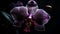 Exotic moth orchid blossom in purple elegance on dark background generated by AI