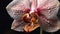 Exotic moth orchid displays elegance in nature generated by AI