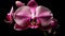 Exotic moth orchid, a symbol of love generated by AI