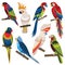 Exotic Multicolored Different Parrot Types Cartoon Set