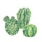 Exotic natural vintage watercolor blooming cactus greeting card