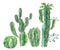 Exotic natural vintage watercolor cactus bouquet. Natural illustration