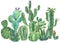 Exotic natural vintage watercolor cactus greeting card.