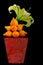 Exotic nipplefruit and large yelloween oriental lily clay pot against dark background