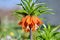 Exotic Orange Bulbous Flower Fritillaria Imperialis