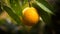 Exotic Orange Tree With White Water Drops - Nikon D850 Style