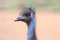 Exotic ostrich emo bird on a summer day