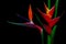 Exotic pair of bird of paradise and heliconia flowers with black background
