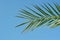 Exotic Palm sunday concept: Leaves frame of coconut branches with cloudy blue sky background