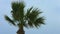 Exotic palm tree waving in wind. Stormy weather at resort. Tropical hurricane