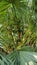 Exotic palms,  Anahaw saribus rotundifolius or fan palm with fruit