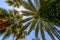 Exotic palms with big green leaves, photo taken from bottom.