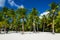 Exotic palms forest and sunny sand on beach